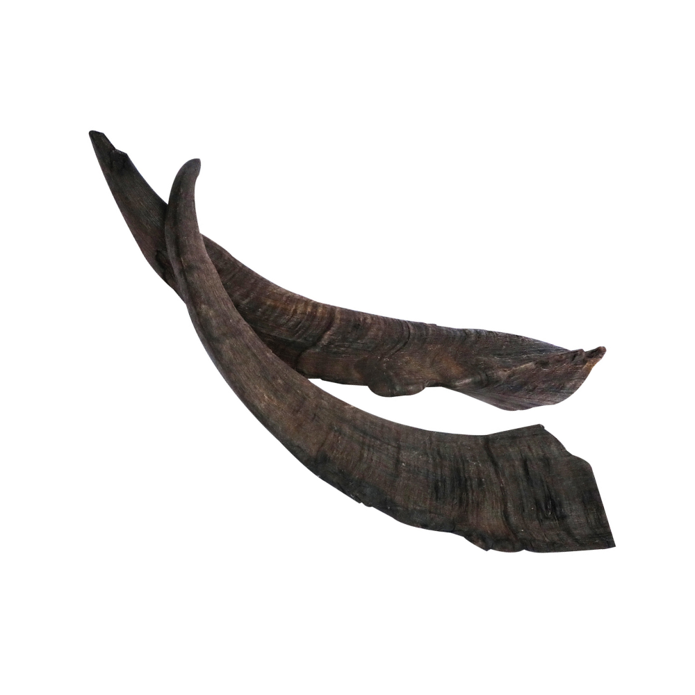 Single Goat Horn