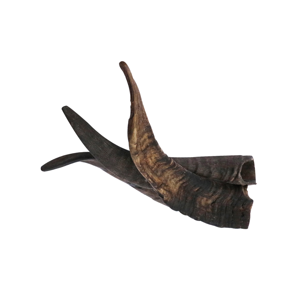 Single Goat Horn